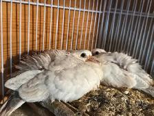 Beautiful ring neck, Dove - Photo 4