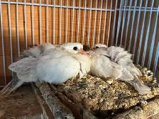 Beautiful ring neck, Dove - Photo 5