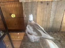 Beautiful ring neck, Dove - Photo 7