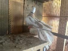 Beautiful ring neck, Dove - Photo 8