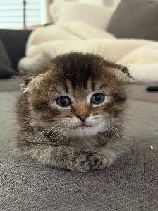 Ragdoll × Scottish Fold Kitten — Looking for a Loving Home