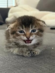 Ragdoll × Scottish Fold Kitten — Looking for a Loving Home - Photo 2