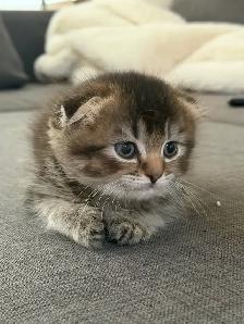 Ragdoll × Scottish Fold Kitten — Looking for a Loving Home - Photo 3
