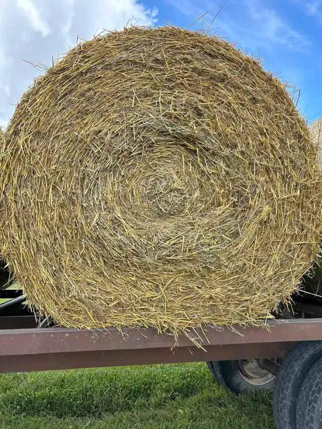 Oats straw