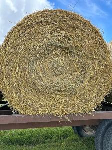 Oats straw