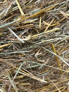 Oats straw - Photo 2