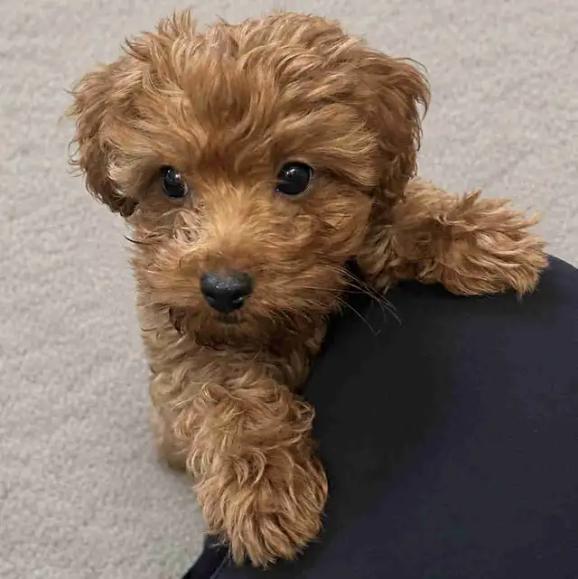 Poodle x puppy