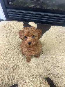 Poodle x puppy - Photo 2