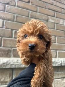 Poodle x puppy - Photo 3