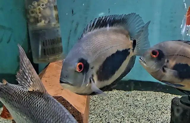 uaru cichlids 6'-8'