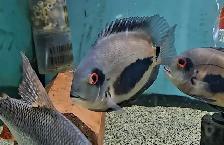 uaru cichlids 6'-8'
