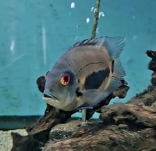 uaru cichlids 6'-8' - Photo 3