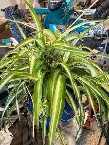 Tropical Plant Sale