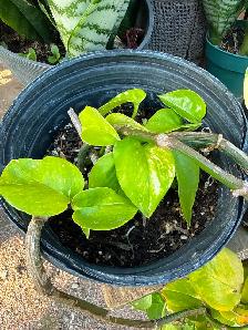 Tropical Plant Sale - Photo 2
