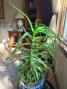 Tropical Plant Sale - Photo 3