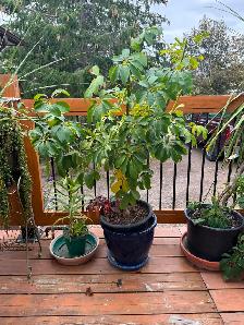 Tropical Plant Sale - Photo 4