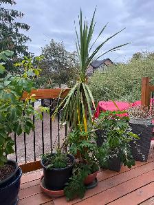Tropical Plant Sale - Photo 5