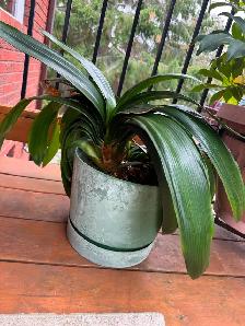 Tropical Plant Sale - Photo 6