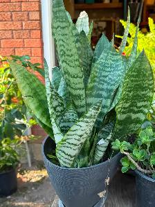 Tropical Plant Sale - Photo 7