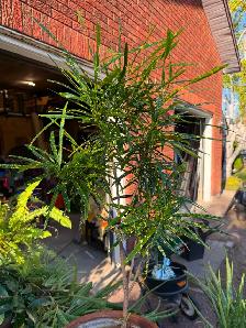 Tropical Plant Sale - Photo 8