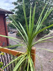 Tropical Plant Sale - Photo 9