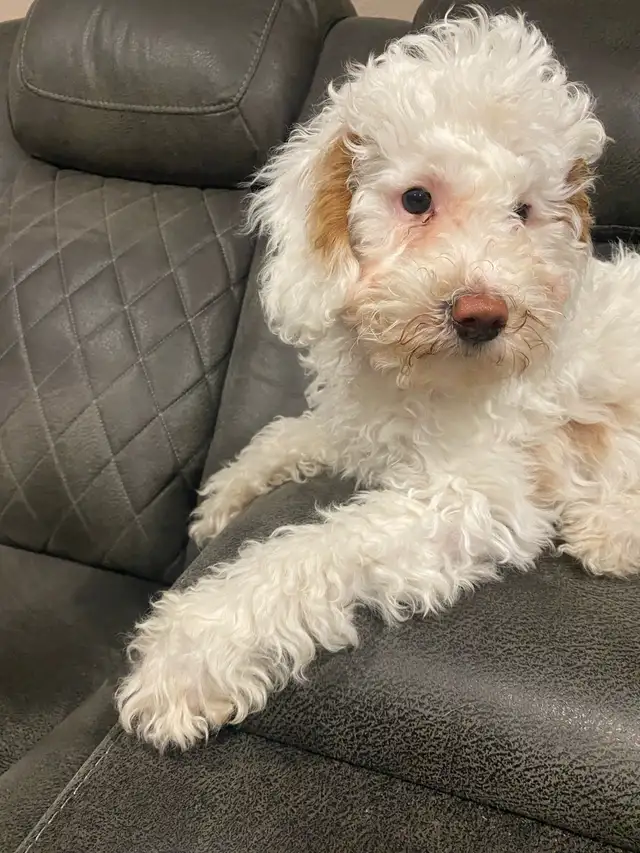Toy Multigenerational Goldendoodle Puppies