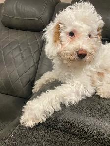 Toy Multigenerational Goldendoodle Puppies