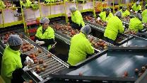 HIRING ASAP - EARLY MORNING SHIFT IN ETOBICOKE