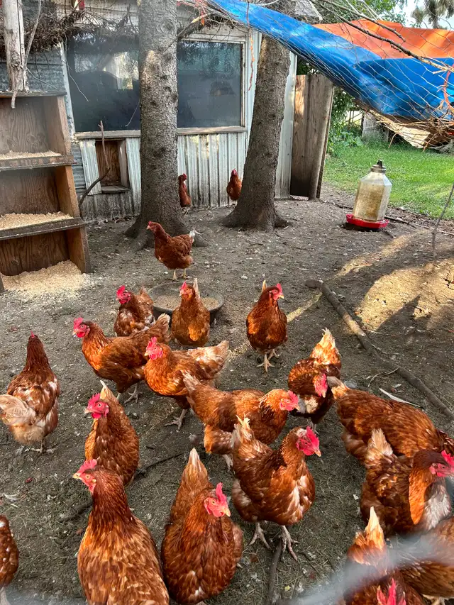 LAYING HENS
