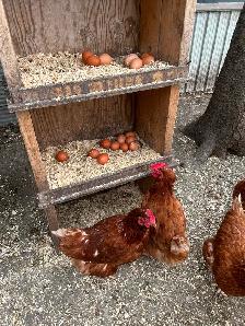 LAYING HENS - Photo 2