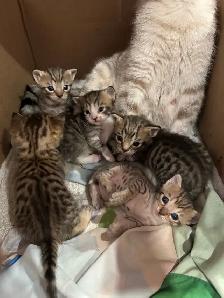 Portée de chatons