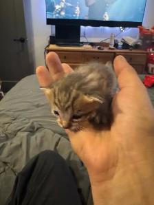 Portée de chatons - Photo 2