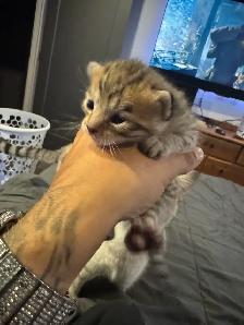 Portée de chatons - Photo 3