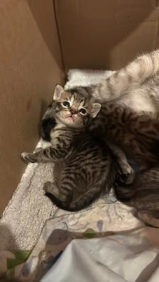 Portée de chatons - Photo 4