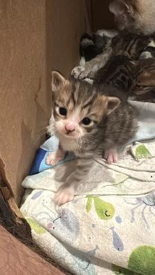 Portée de chatons - Photo 5