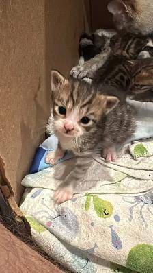 Portée de chatons - Photo 6