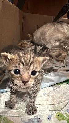 Portée de chatons - Photo 7
