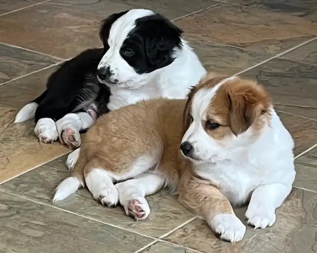 Border Collie /  Red Heeler Puppies