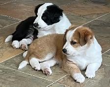 Border Collie /  Red Heeler Puppies