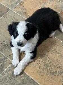 Border Collie /  Red Heeler Puppies - Photo 2