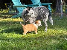 Border Collie /  Red Heeler Puppies - Photo 3