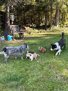 Border Collie /  Red Heeler Puppies - Photo 4