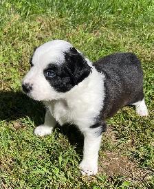 Border Collie /  Red Heeler Puppies - Photo 5