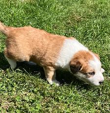 Border Collie /  Red Heeler Puppies - Photo 6