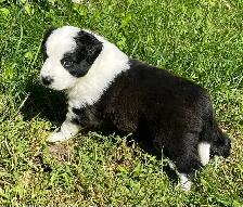 Border Collie /  Red Heeler Puppies - Photo 7