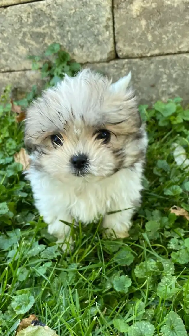Malshi Puppies!