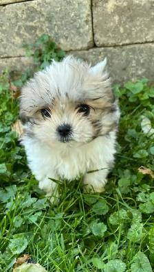 Malshi Puppies!
