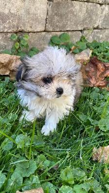 Malshi Puppies! - Photo 2