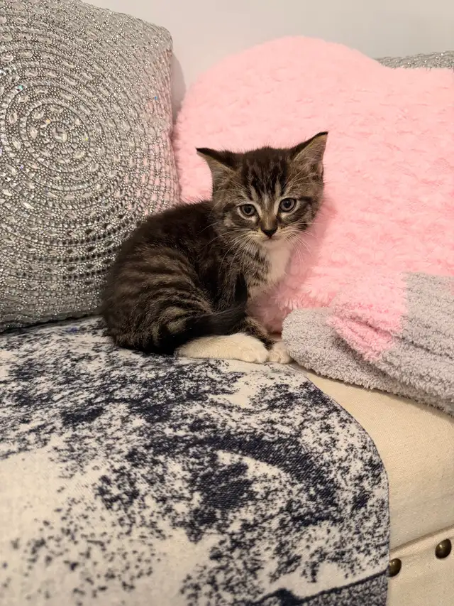 ❤️Bengal mix Adorable Kittens ❤️Last one !