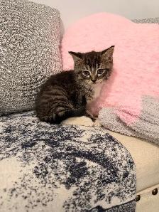 ❤️Bengal mix Adorable Kittens ❤️Last one !